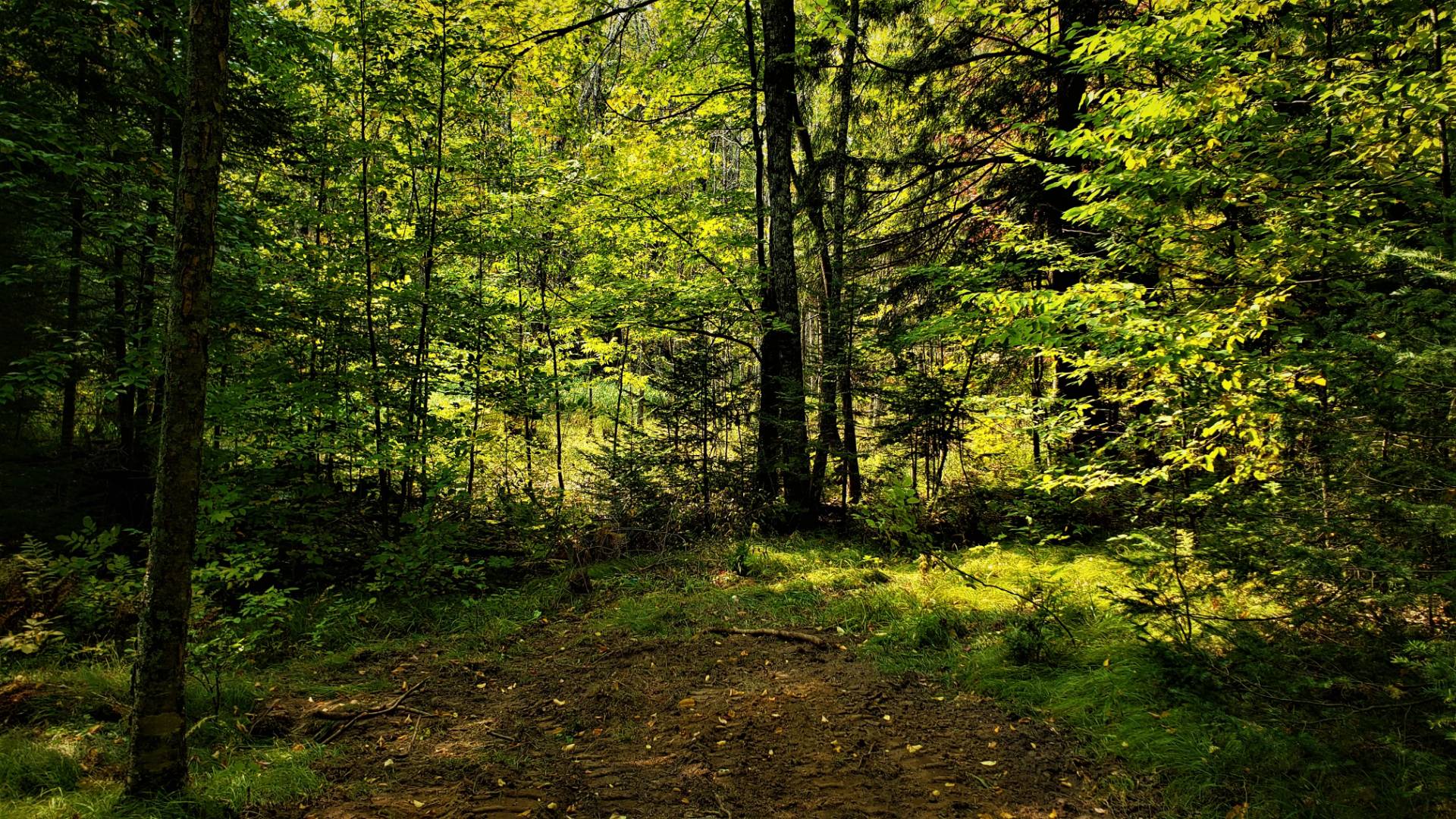 04 Northwoods Lane, Elcho, WI 54428 (Sold MyStateMLS Listing 10940905)