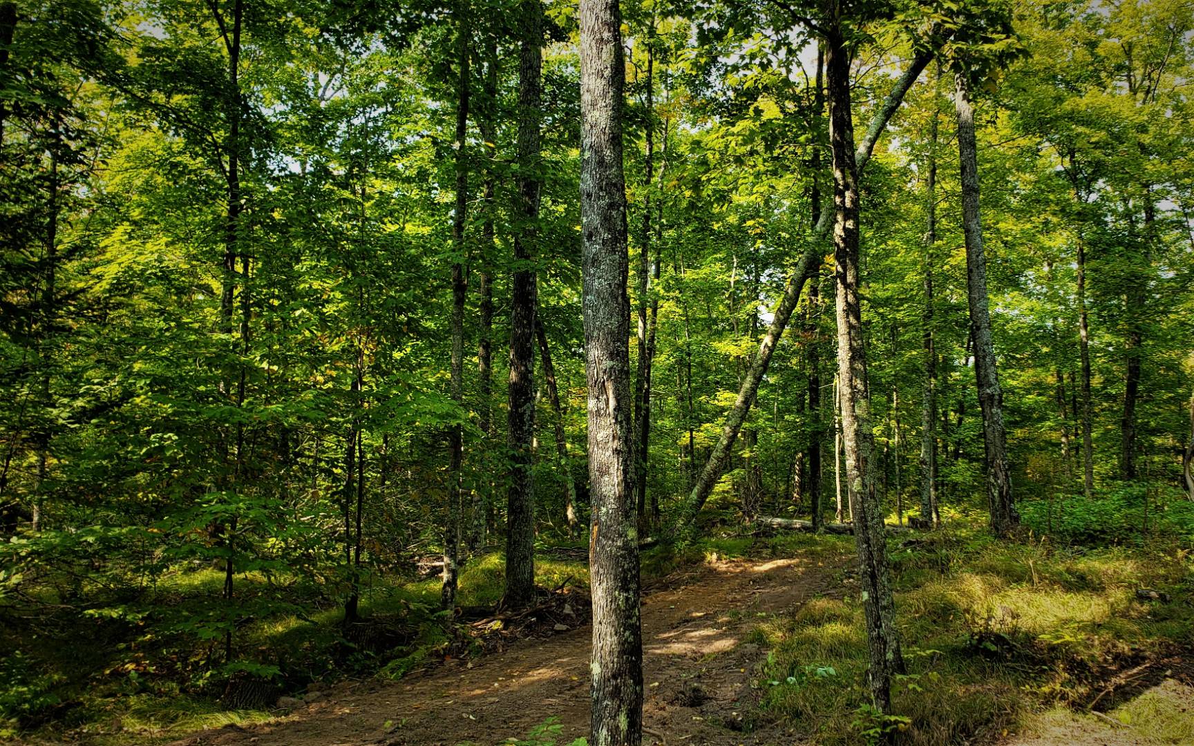 04 Northwoods Lane, Elcho, WI 54428 (Sold MyStateMLS Listing 10940905)