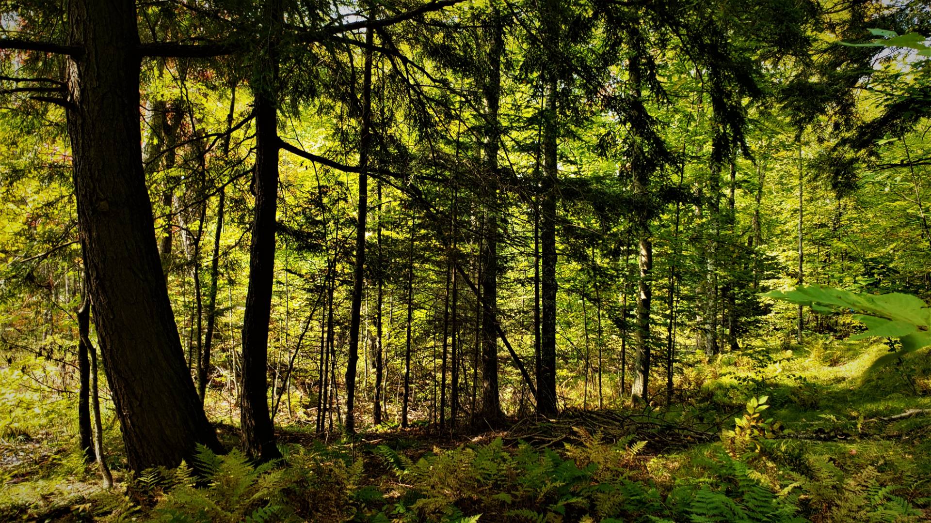 04 Northwoods Lane, Elcho, WI 54428 (Sold MyStateMLS Listing 10940905)