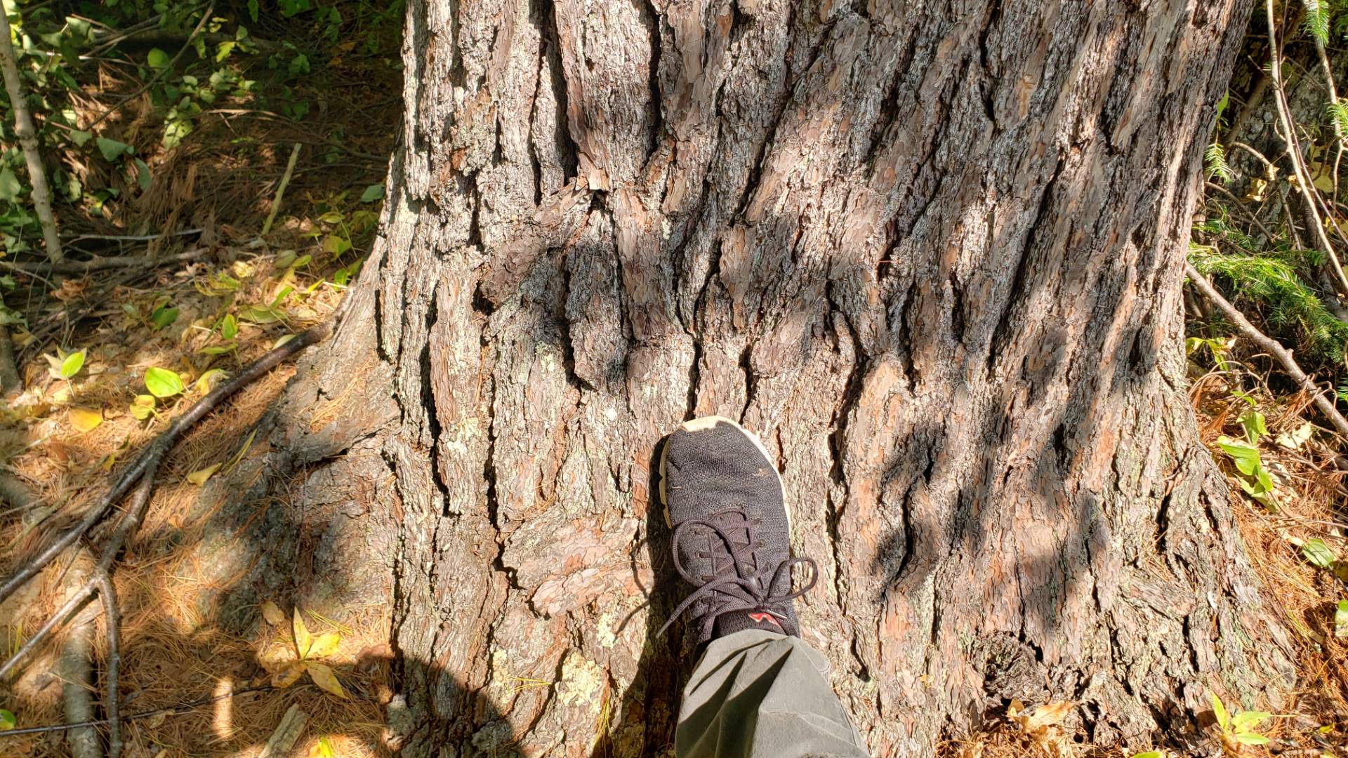 04 Northwoods Lane, Elcho, WI 54428 (Sold MyStateMLS Listing 10940905)