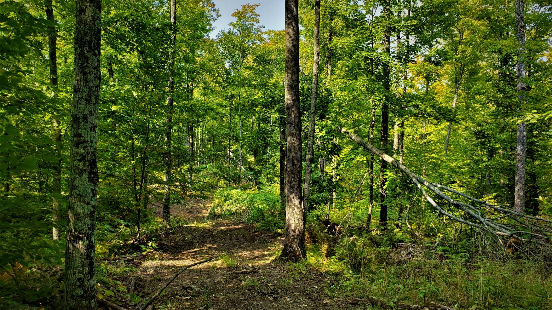 04 Northwoods Lane, Elcho, WI 54428 (Sold MyStateMLS Listing 10940905)