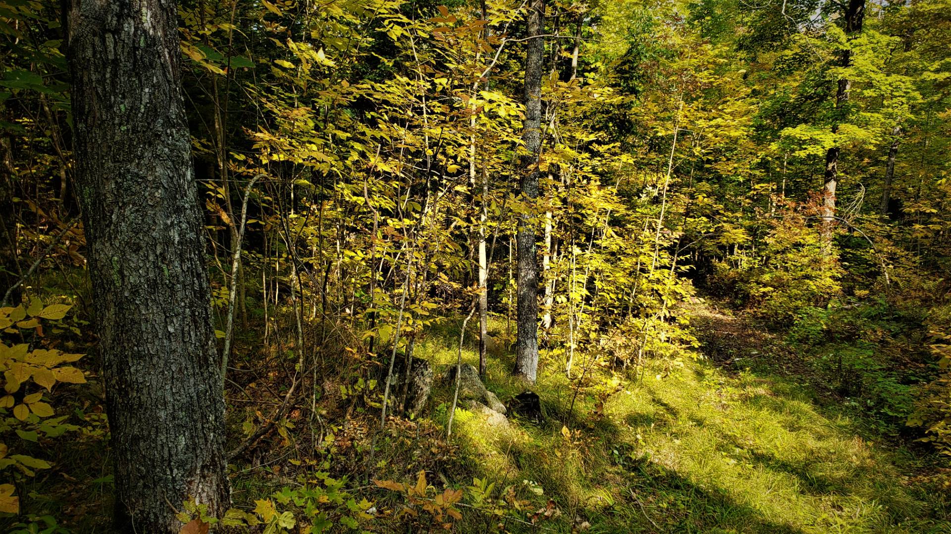 03 Northwoods Lane, Elcho, WI 54428 (Sold NYStateMLS Listing 10940911)