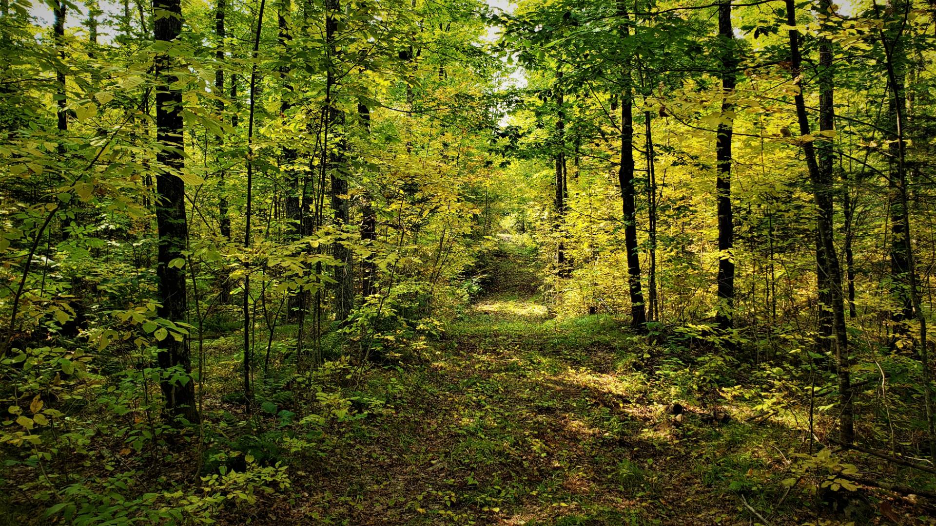 03 Northwoods Lane, Elcho, WI 54428 (Sold NYStateMLS Listing 10940911)