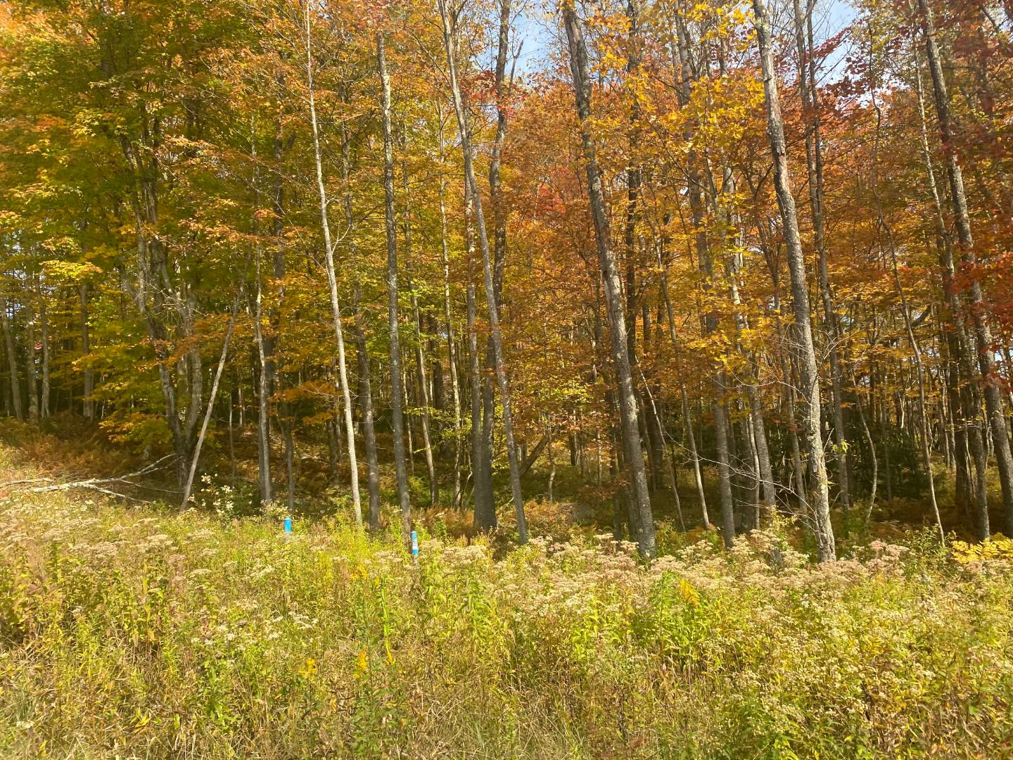 0 Tuscan Ridge Road, Davis, WV 26260 (Sold NYStateMLS Listing 10948131)