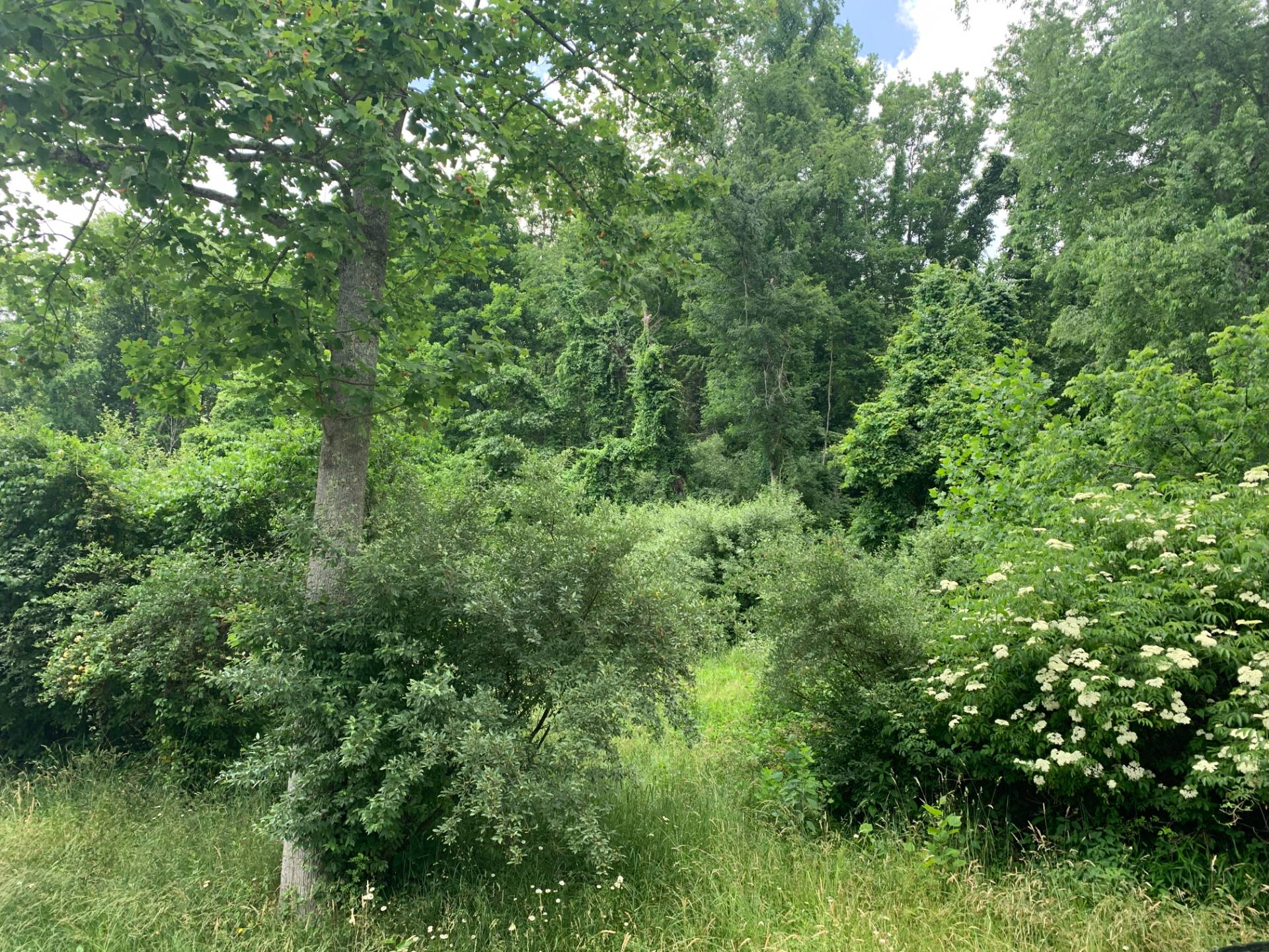 Lot 1 Pheasant Ridge Rd, Bridgeport, WV 26330 (In Contract NYStateMLS