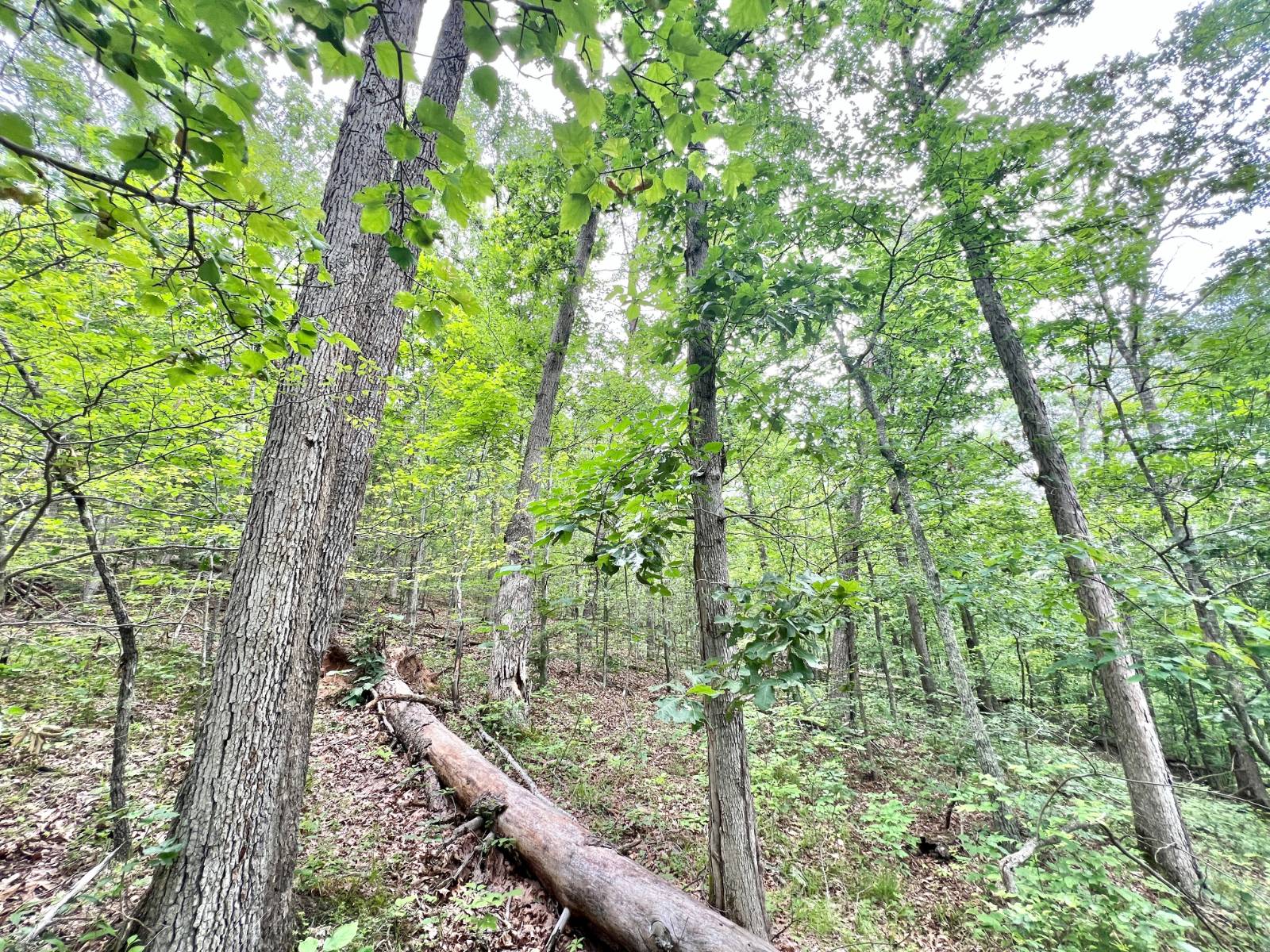 Gallery Image 15
