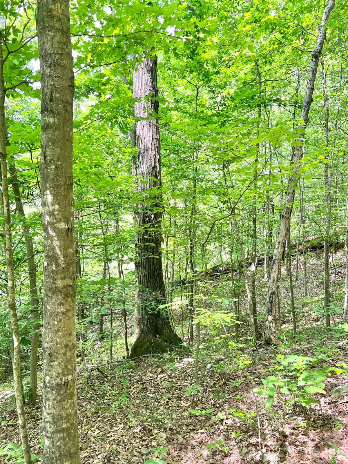 Gallery Image 6