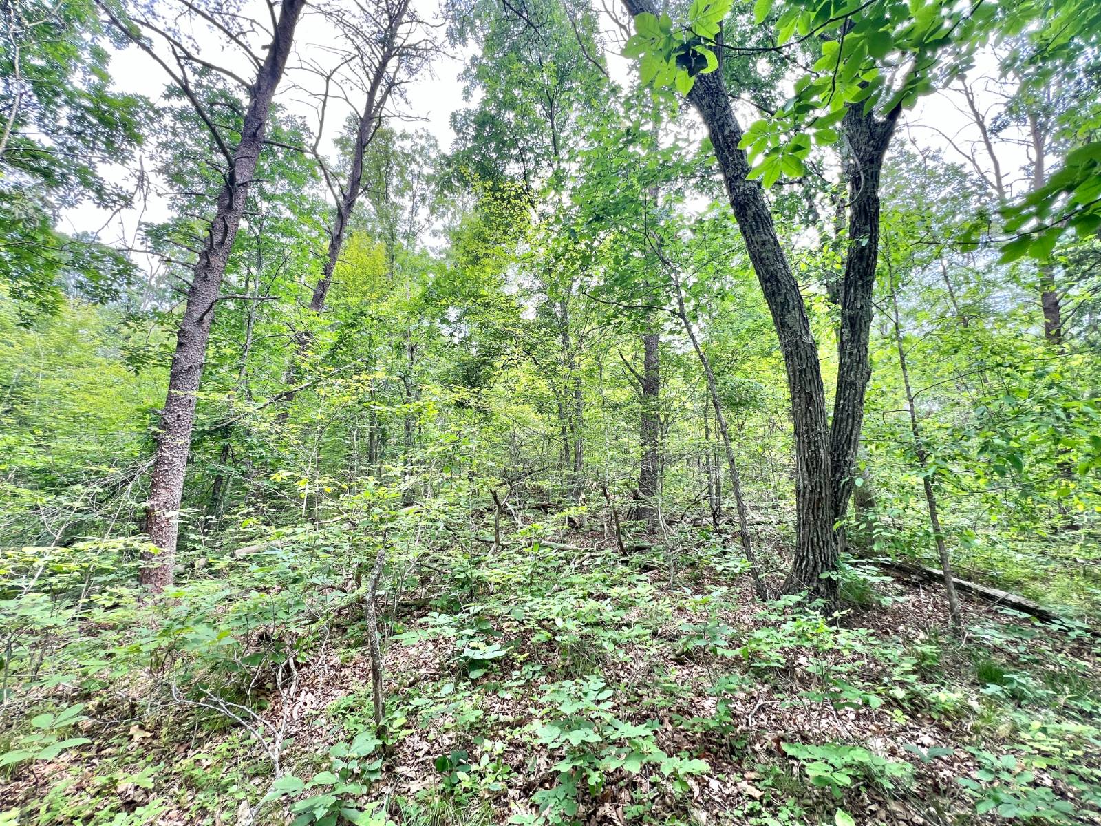 Gallery Image 14