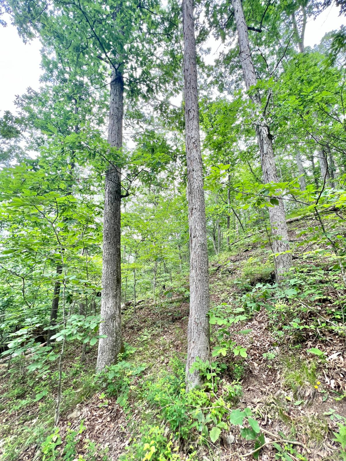 Gallery Image 18