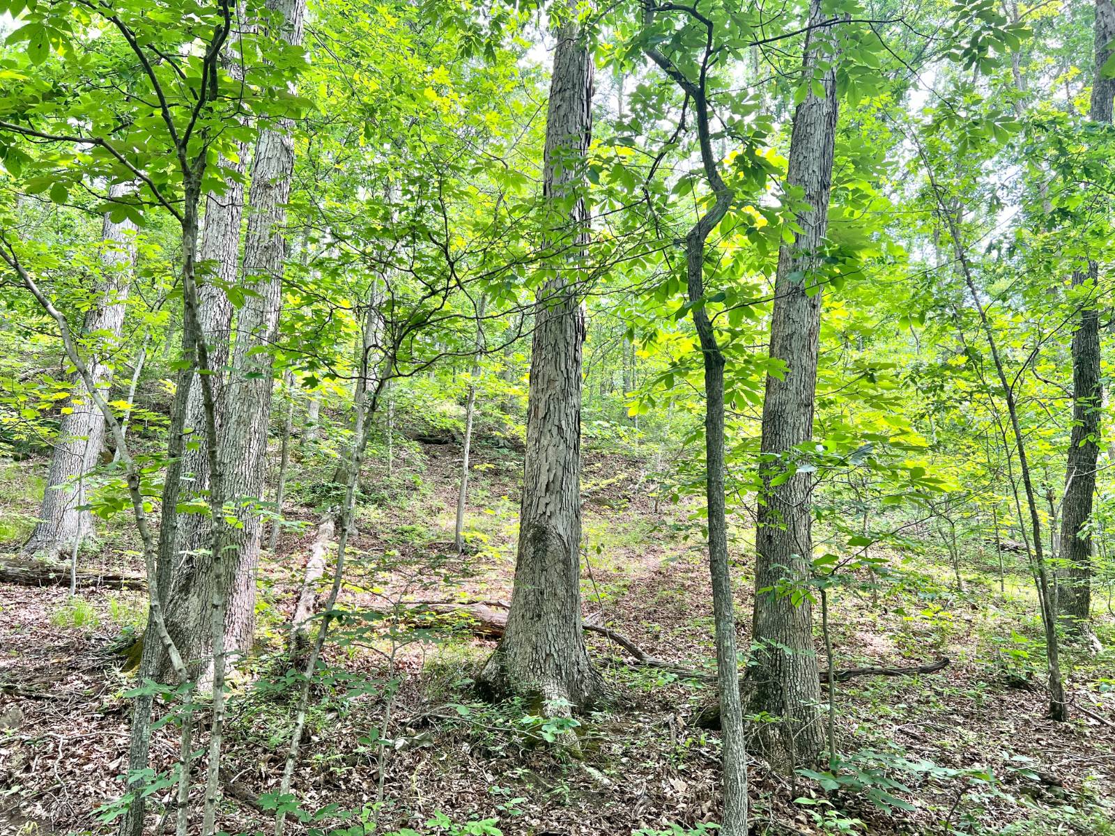 Braxton County, WV Home on...