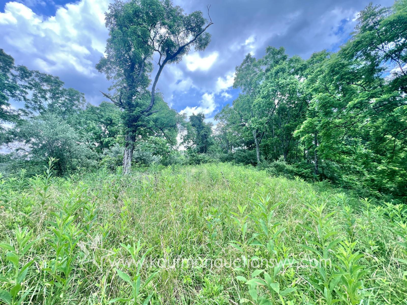 Gallery Image 57