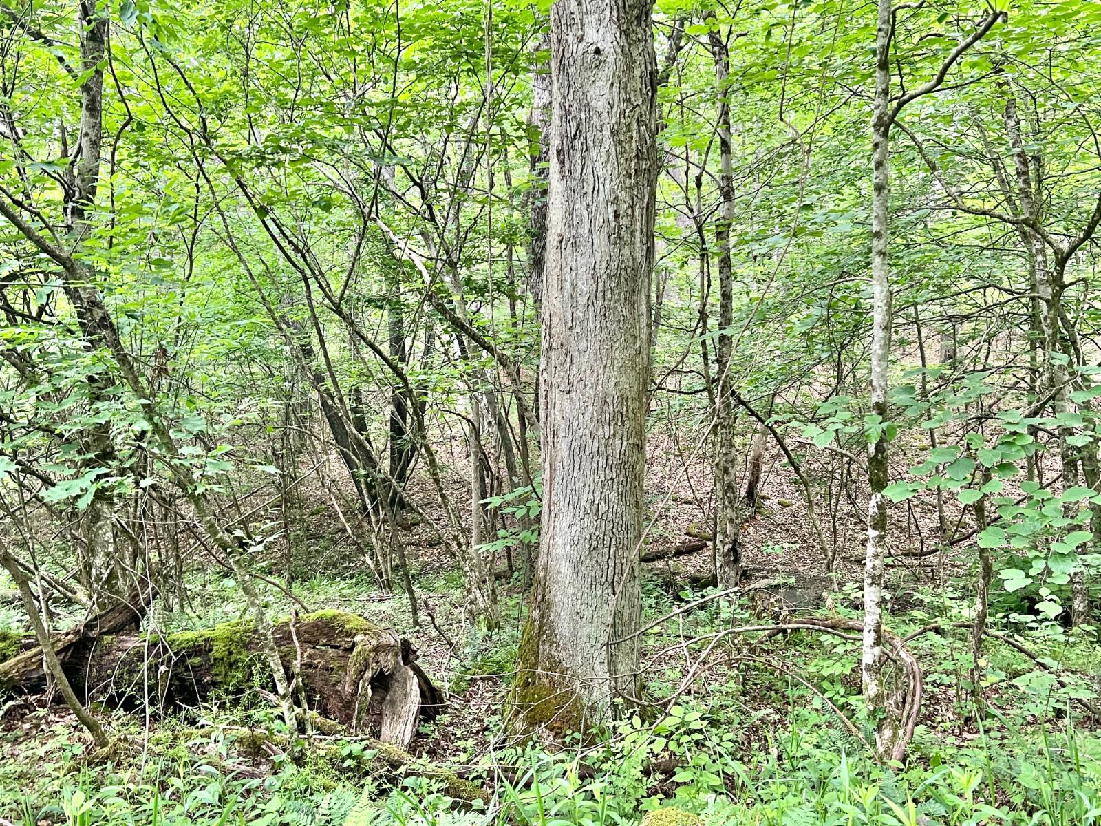 Gallery Image 7