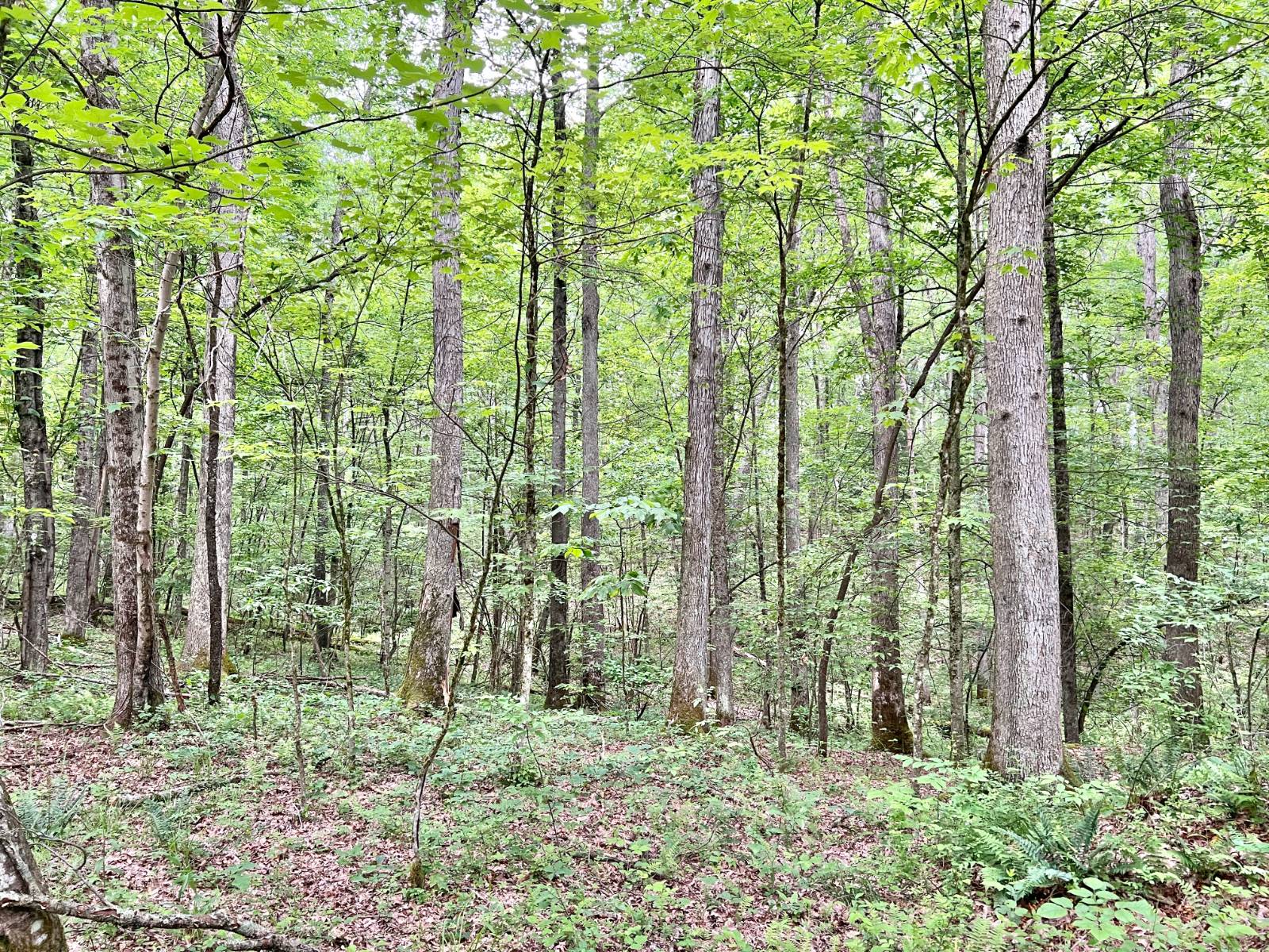 Gallery Image 19
