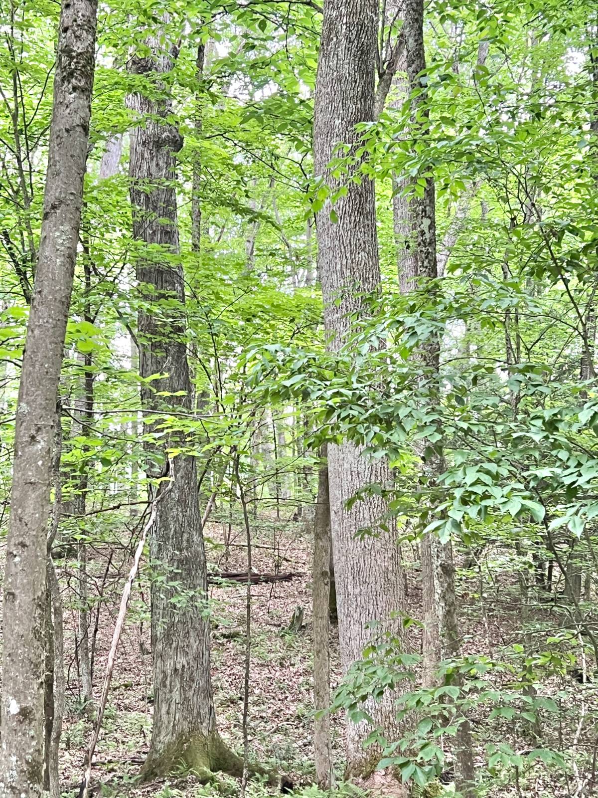 Gallery Image 15
