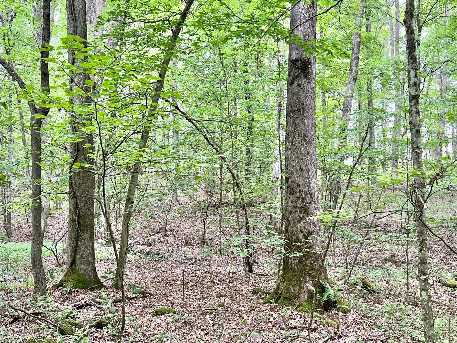 Gallery Image 16