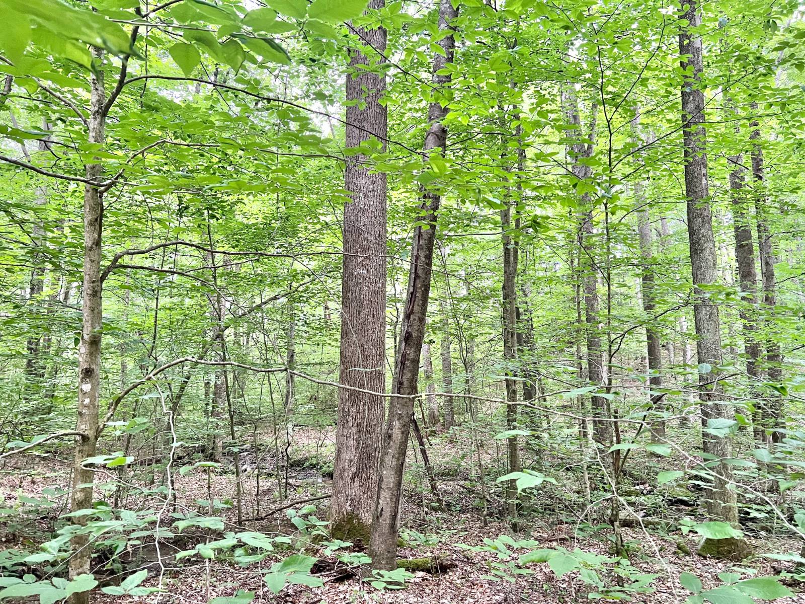 Gallery Image 11