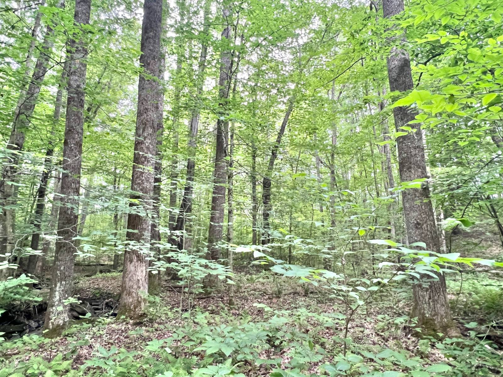 Braxton County, WV Home on...