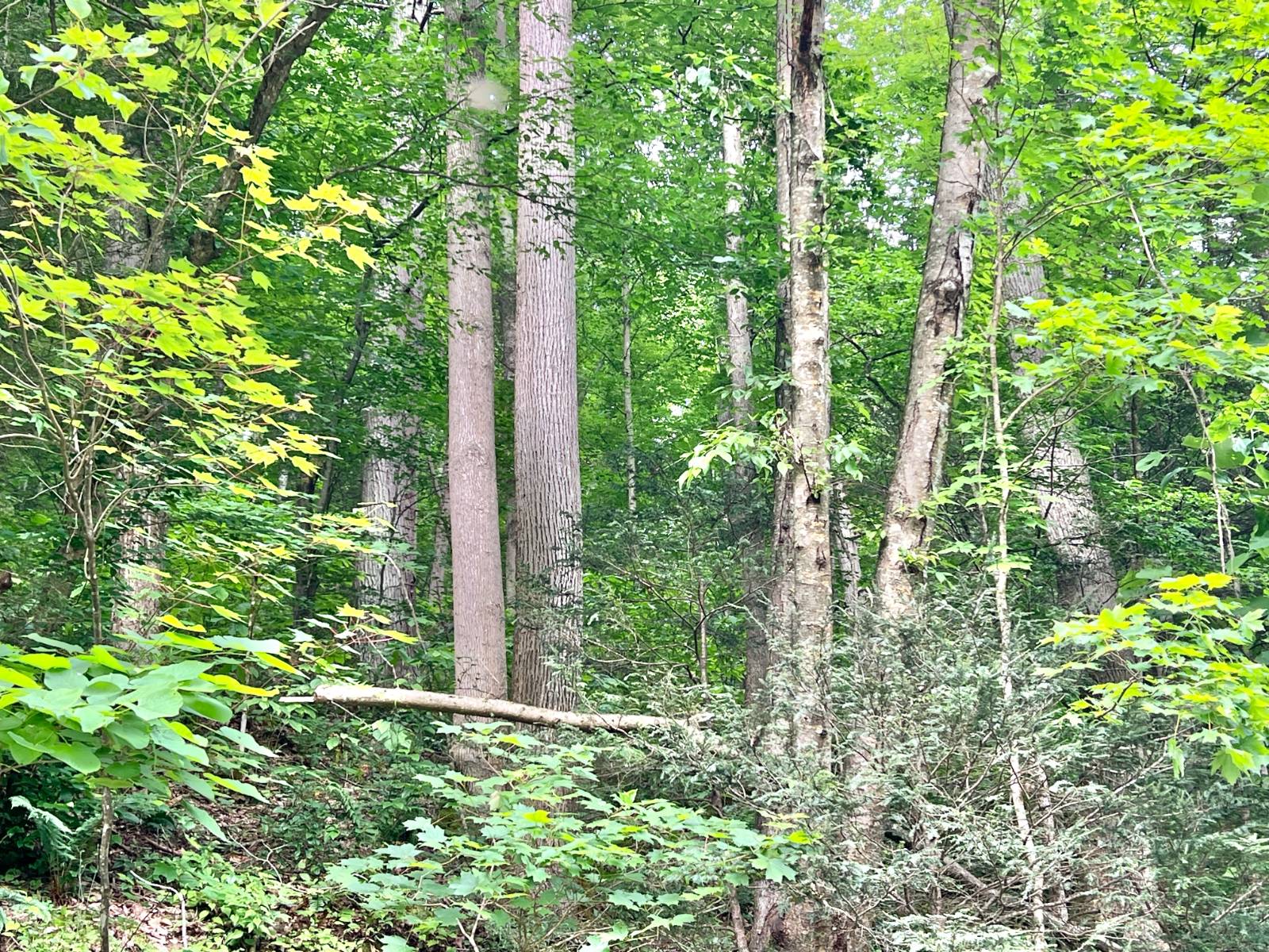 Braxton County, WV Home on...