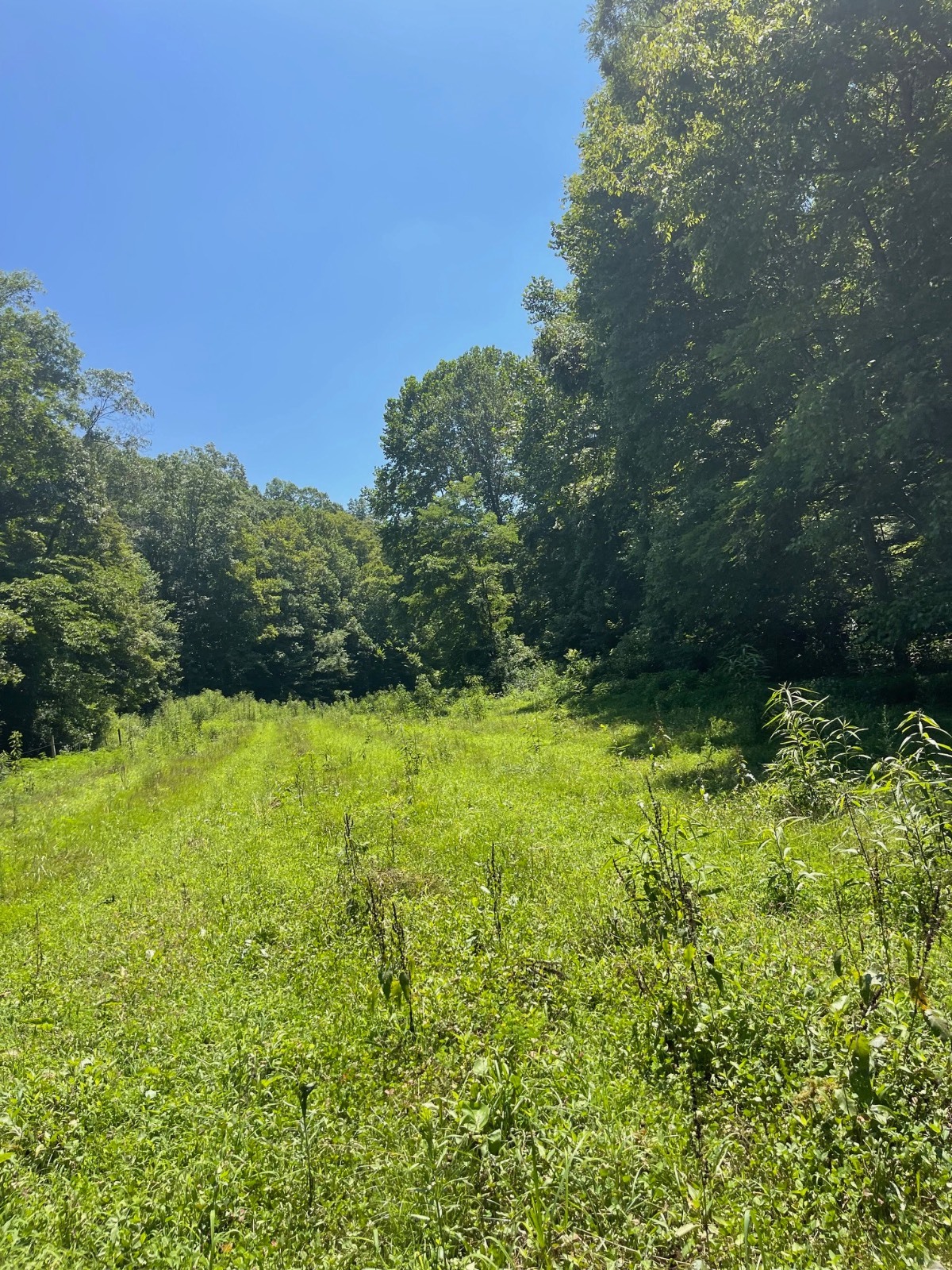 317 Silver Lick Holler Road