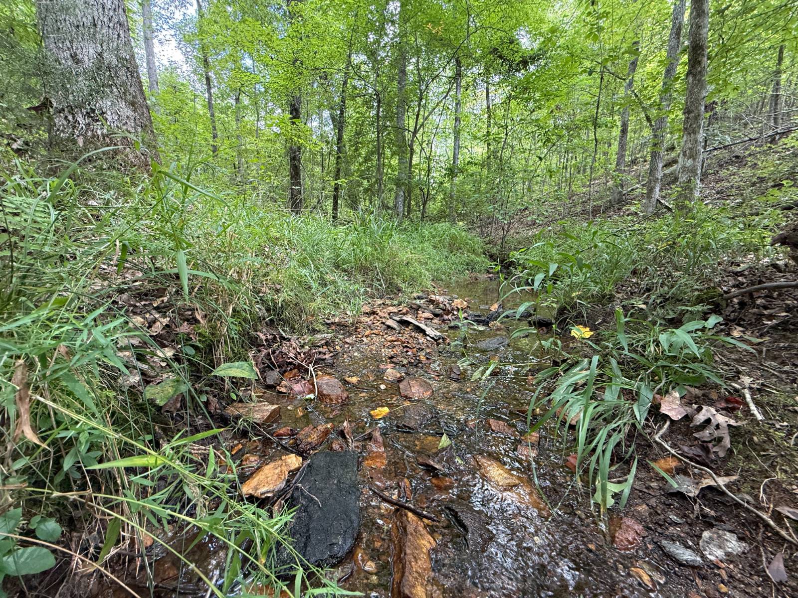 1434 County Road 864, Wadley, AL, 36276