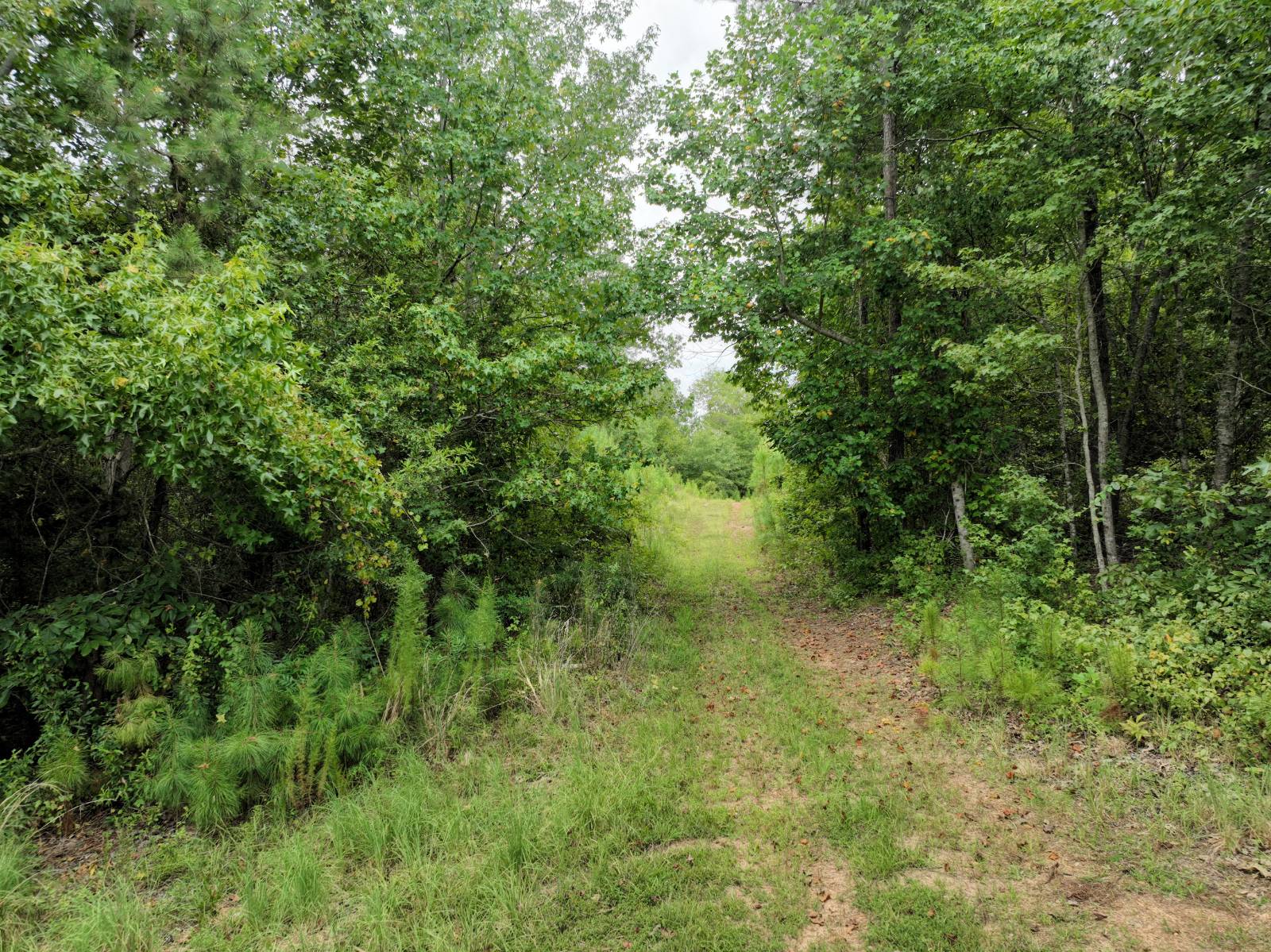 1434 County Road 864, Wadley, AL, 36276