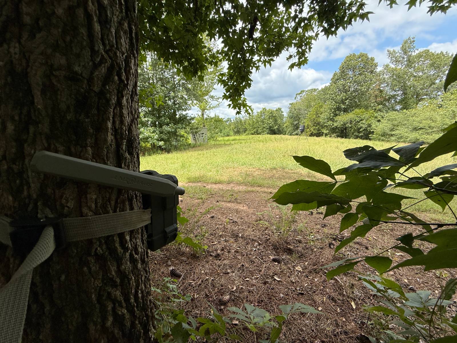 1434 County Road 864, Wadley, AL, 36276