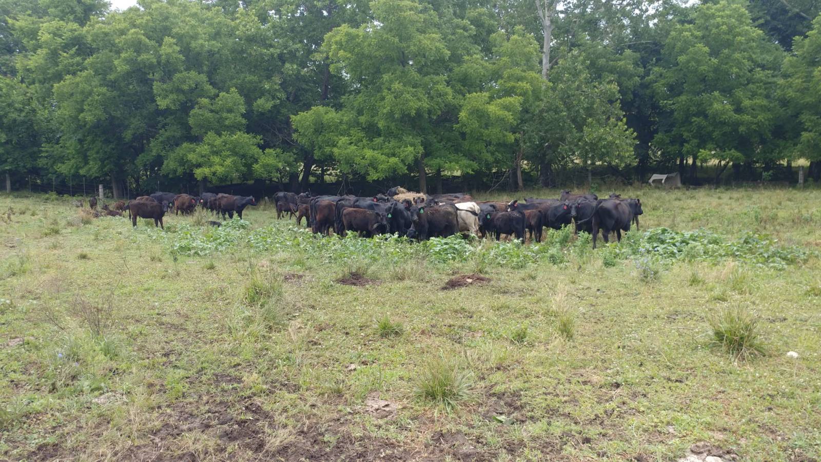 106 Vermont Terrace, Greeley, KS, 66033