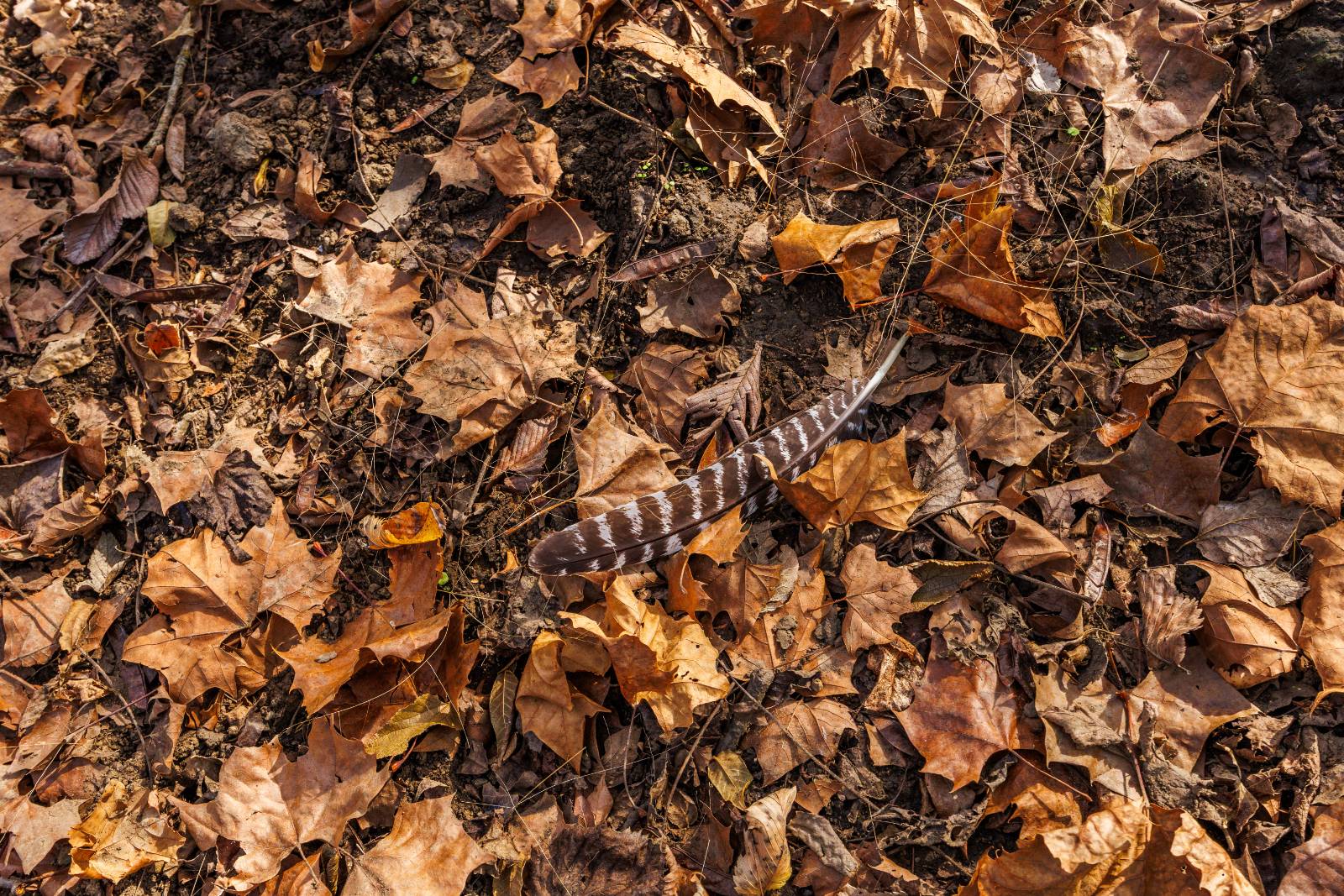 1140 Road 8, Cedar Vale, KS, 67024