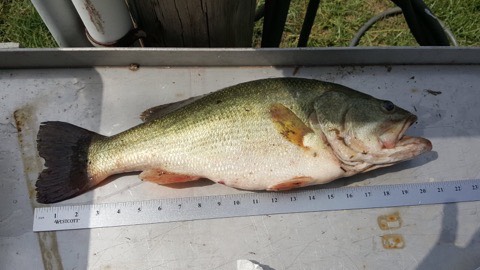 1140 Road 8, Cedar Vale, KS, 67024