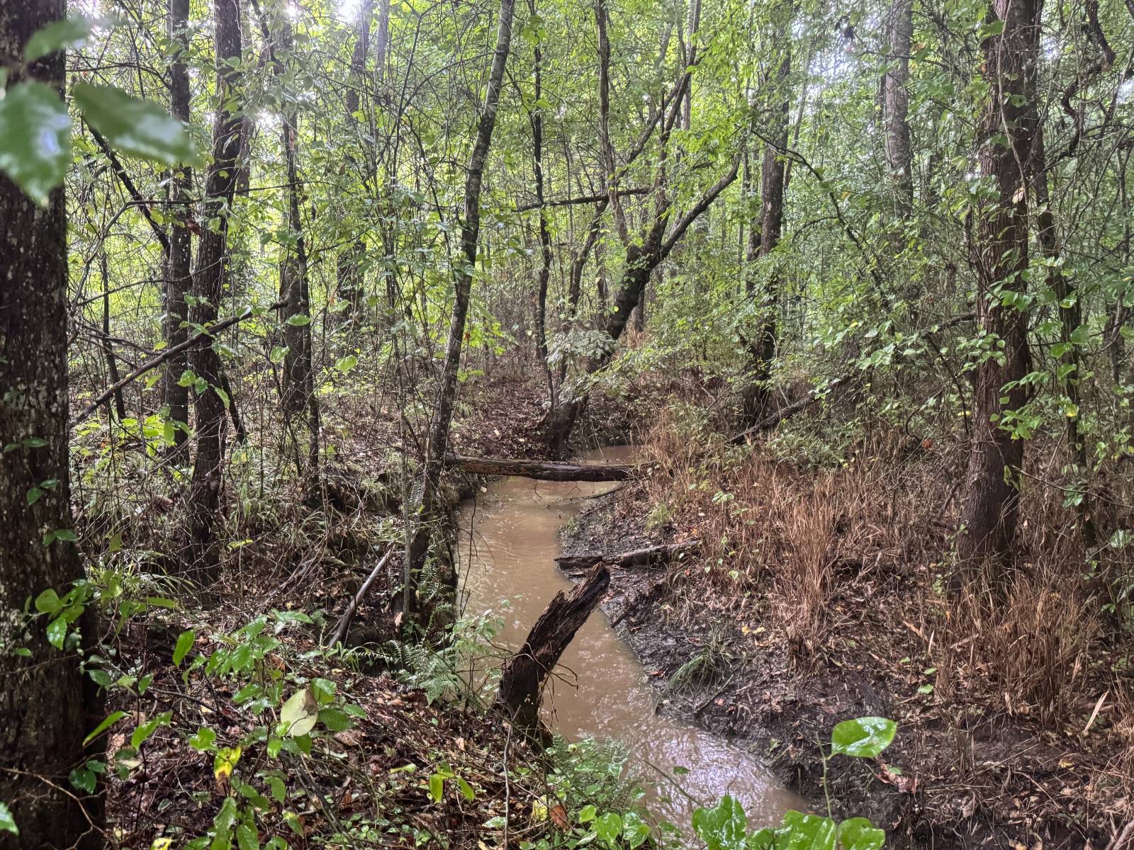 Photo 5 of 45 of land for sale at 13215 AL HWY 77 #0, Roanoke, AL 36274