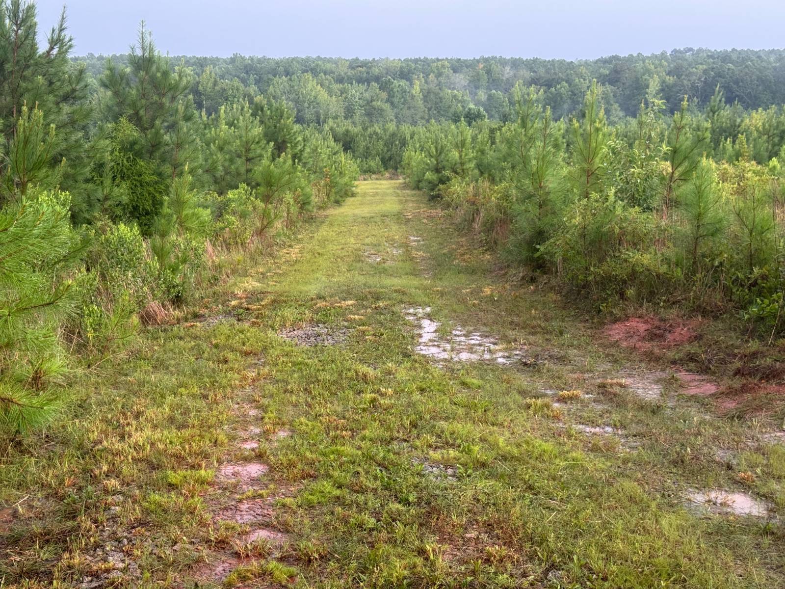 64-Acre Hunting Land for Sale, Chambers County, AL, photo 3 of 45