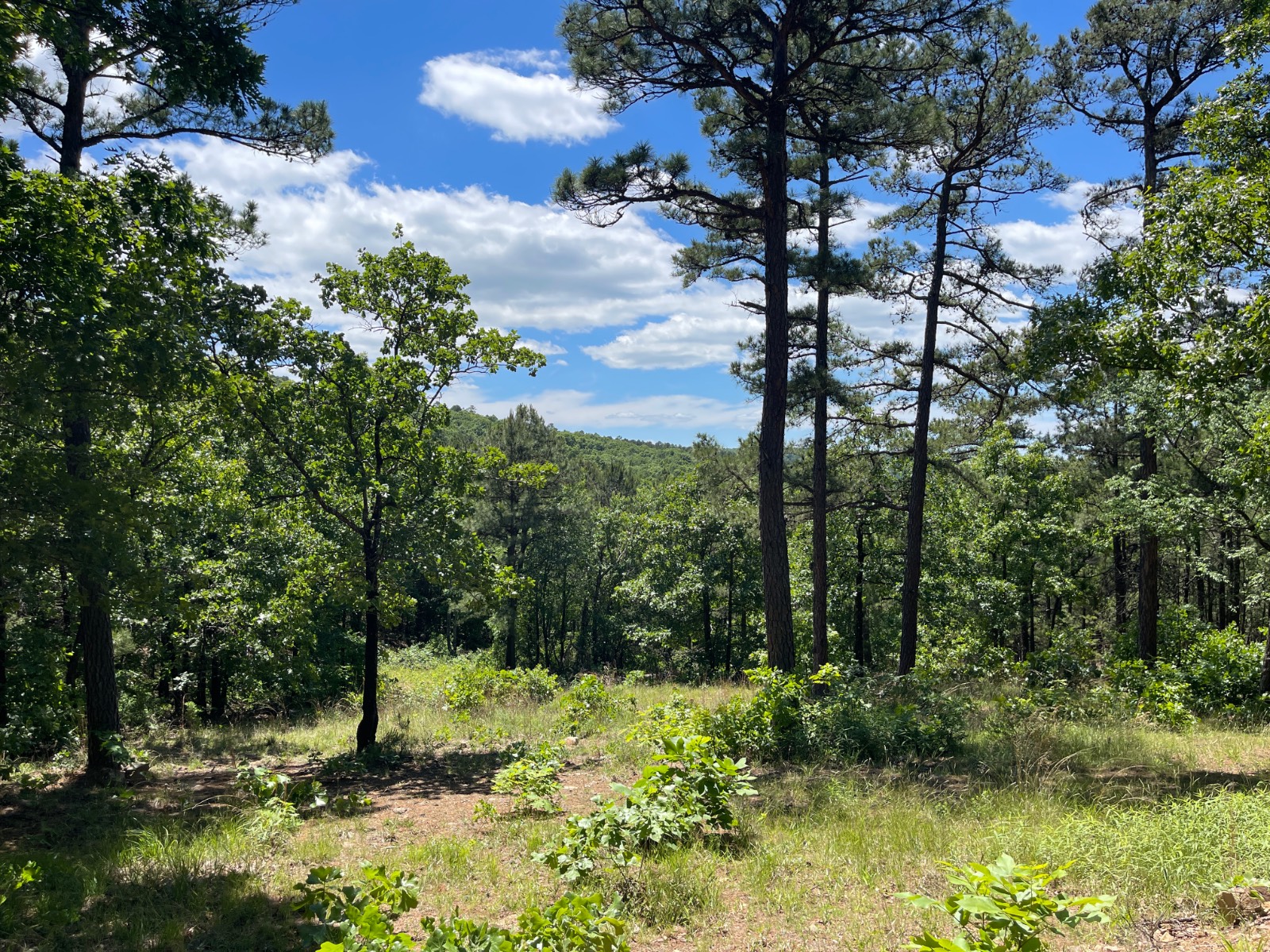 35-Acre Hunting Land for Sale, Haskell County, OK, photo 1 of 68