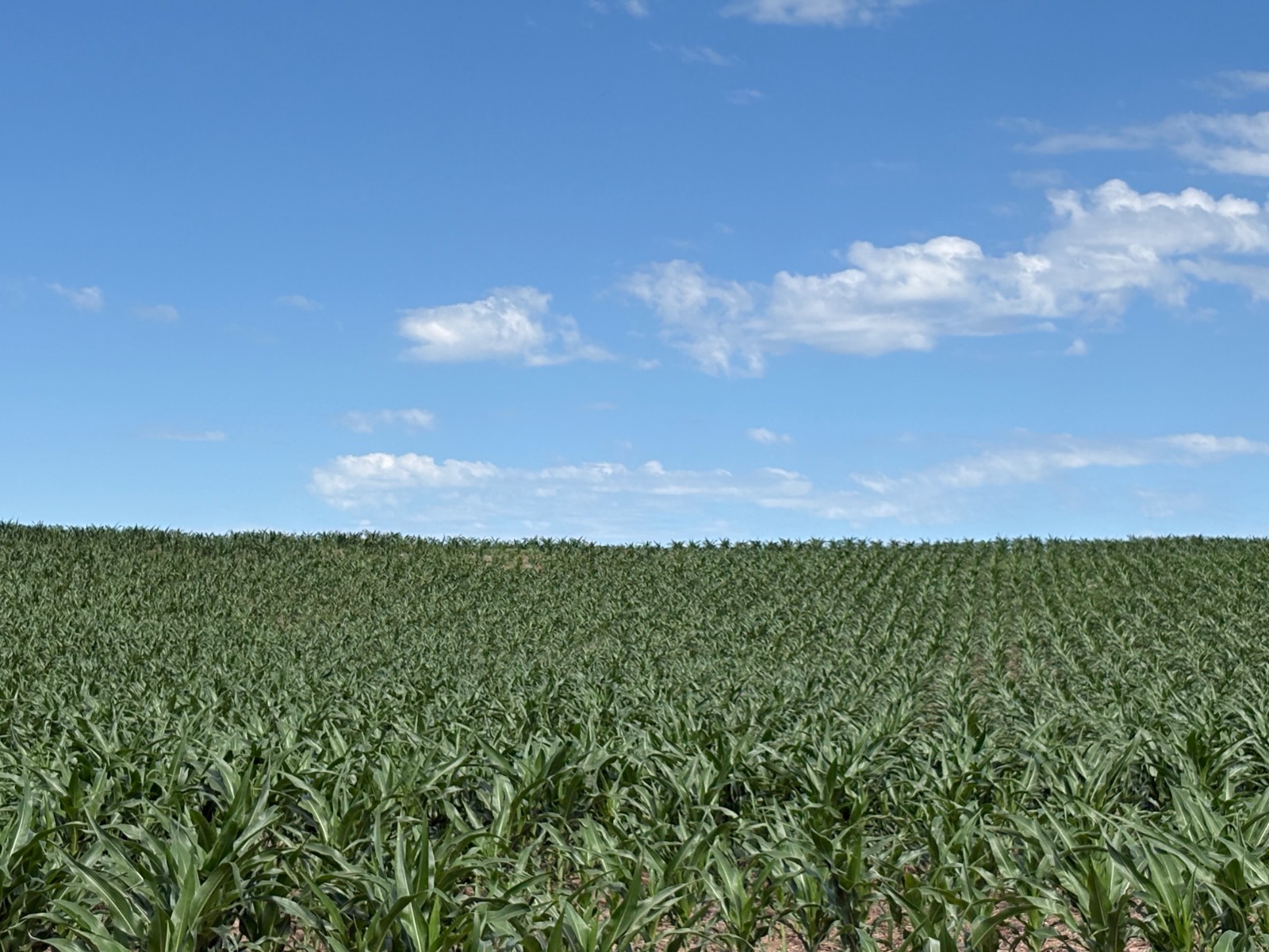Photo 1 of 17 of farm or ranch property listing at 598 HWY 14, Superior, NE 68978