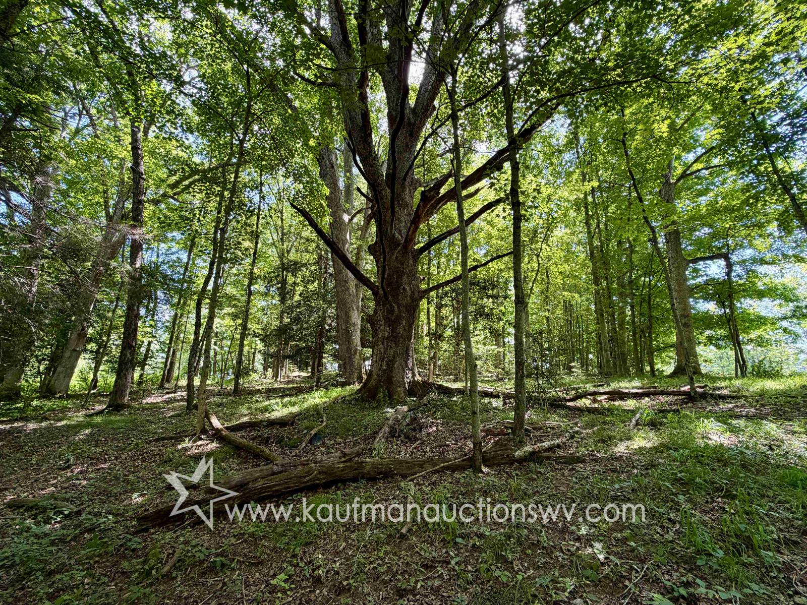 Gallery Image 15