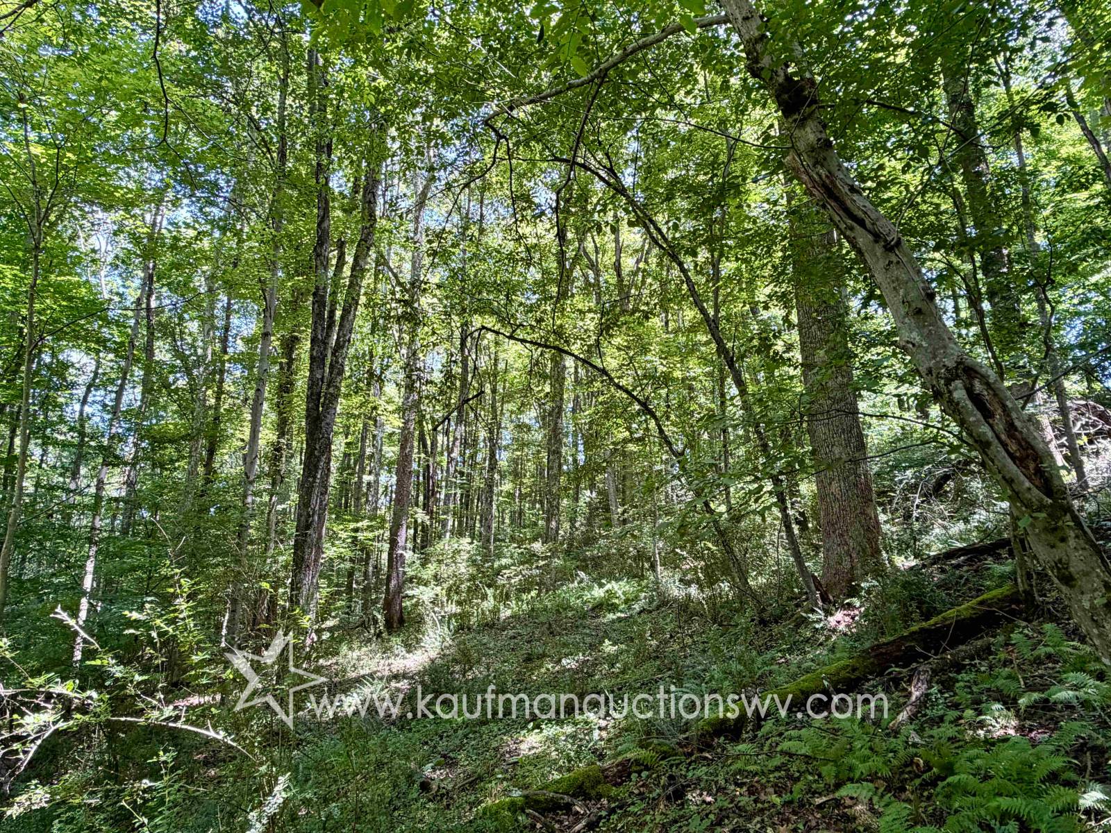 Gallery Image 14