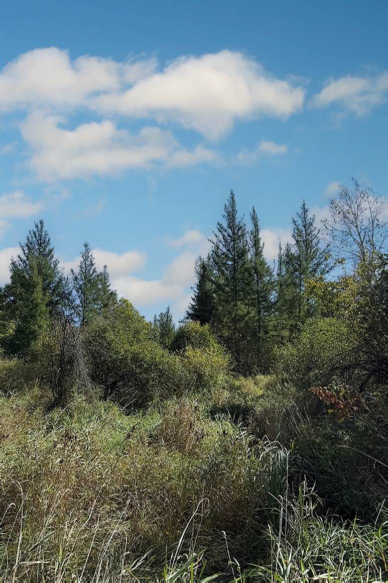 40 acres in Douglas County, WI: hunting land for sale near Danbury, WI