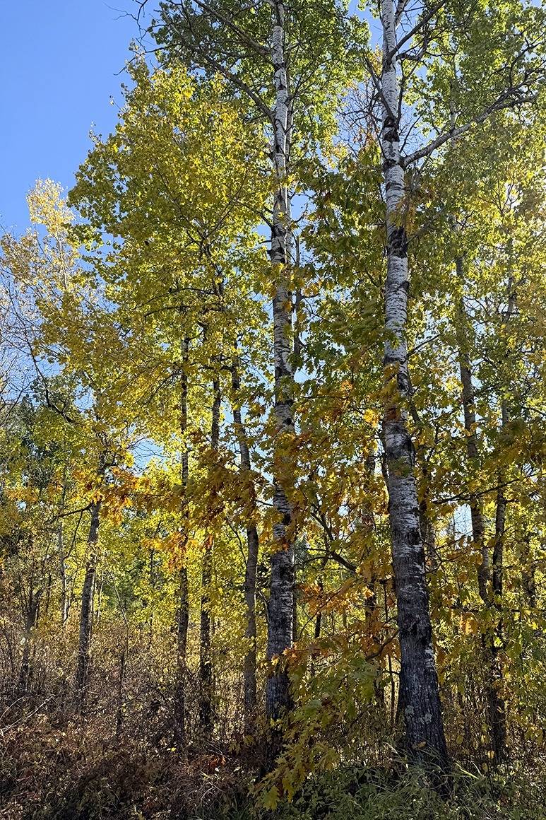 Towering timber. Endless privacy., 40-Acre Hunting Land for Sale, Douglas County, WI