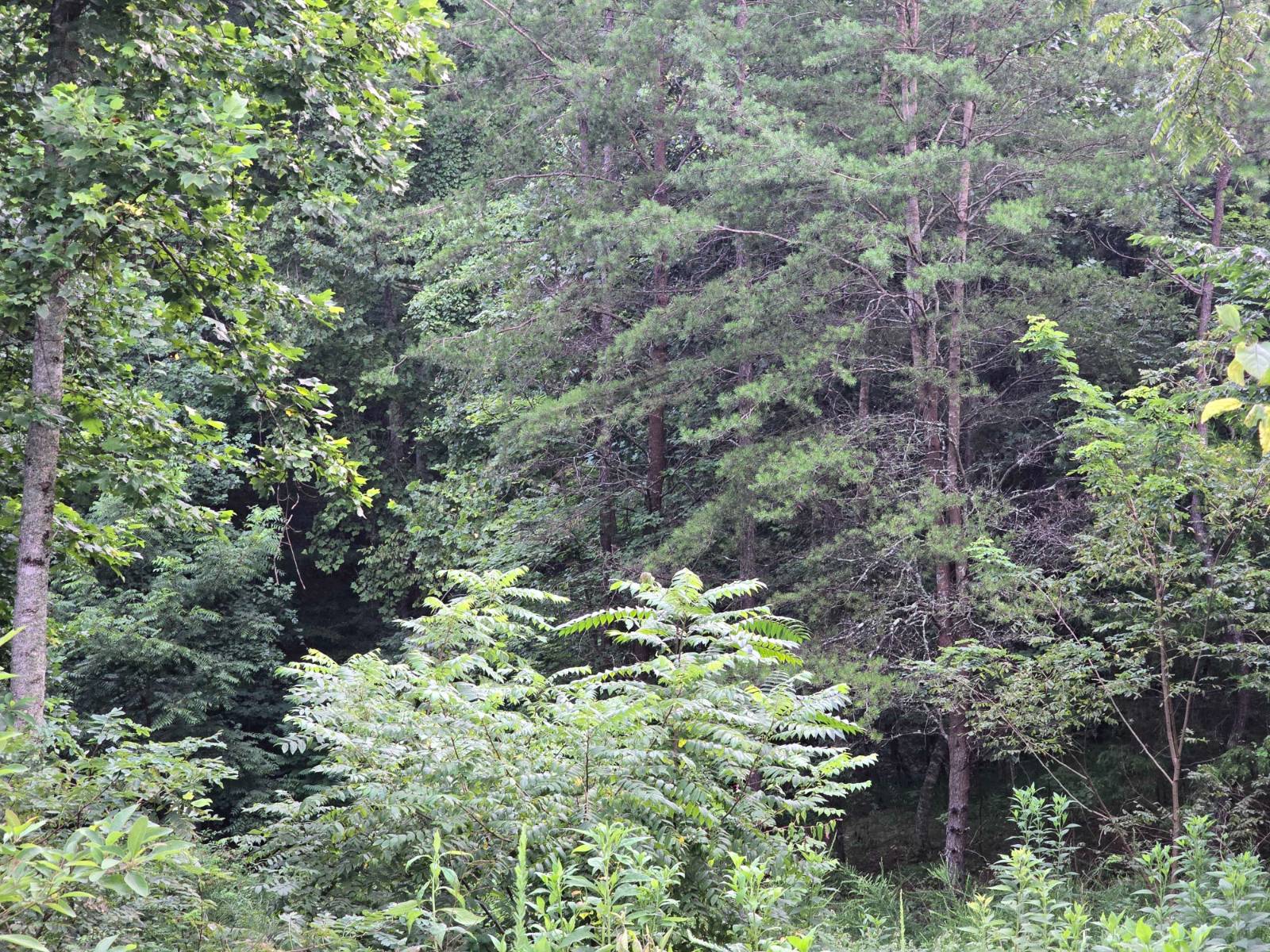 Photo 4 of 4 of land for sale at 0 Volunteer Rd, Rutledge, TN 37861