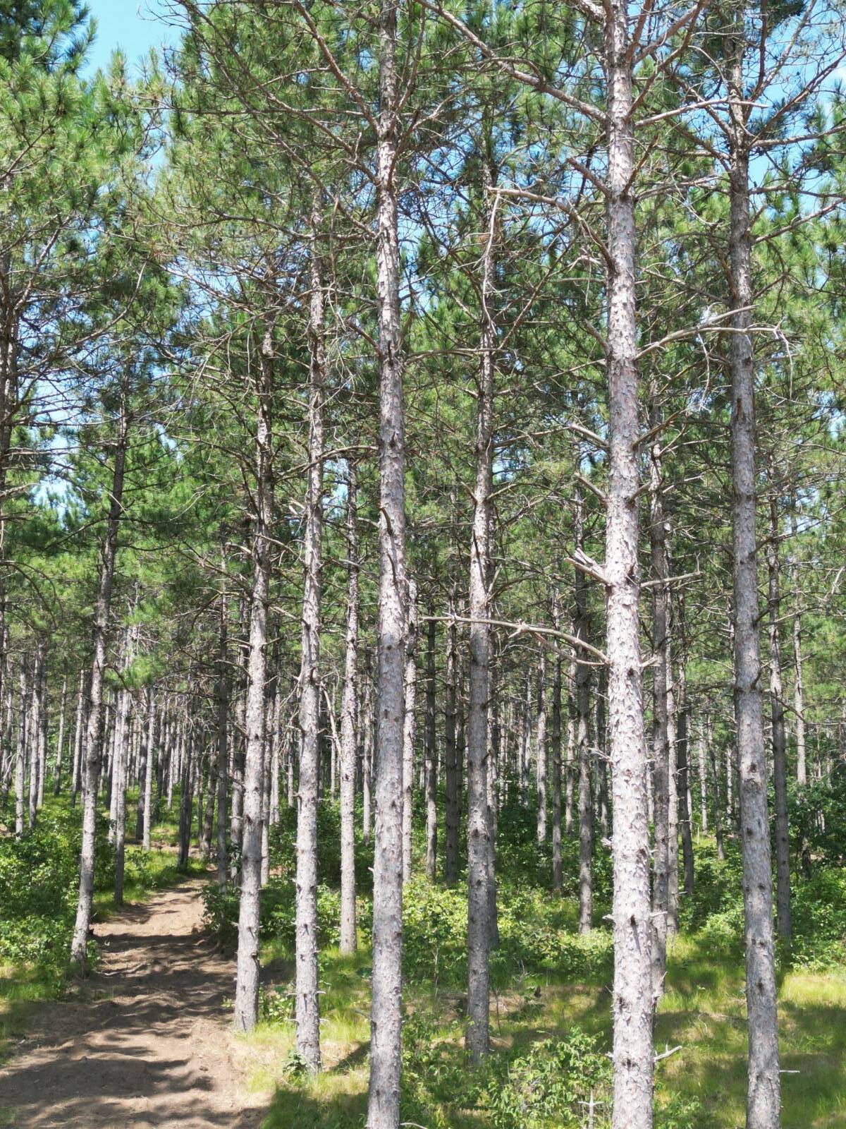 Camp today. Build when you're ready. (2 Hidden Trail, Rome, WI 54457)