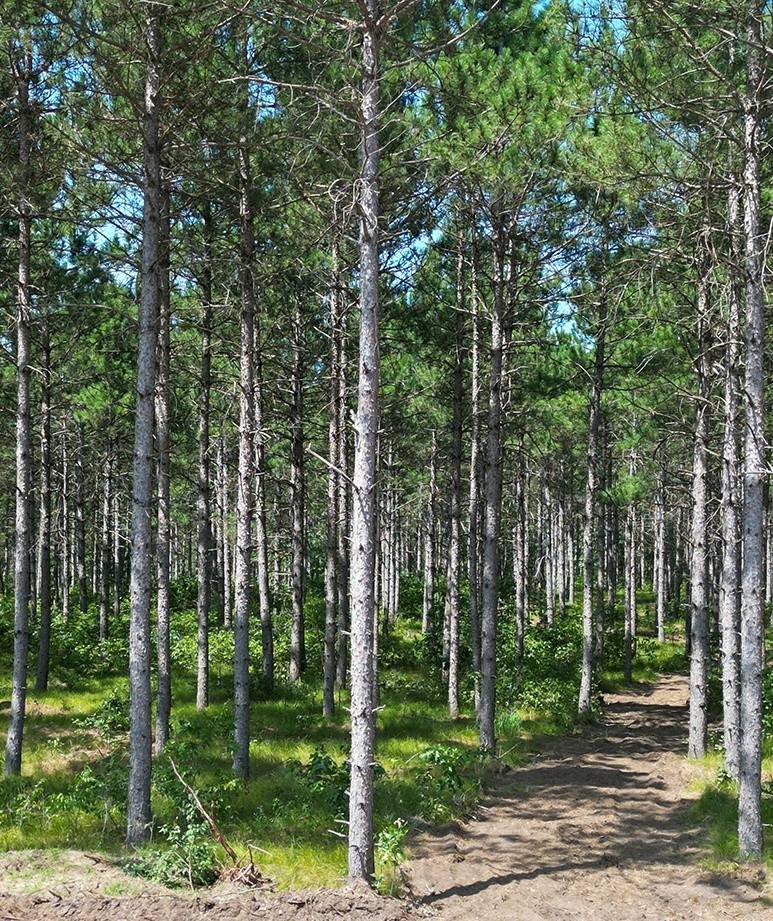 The smart way to own recreational land. (2 Hidden Trail, Rome, WI 54457)