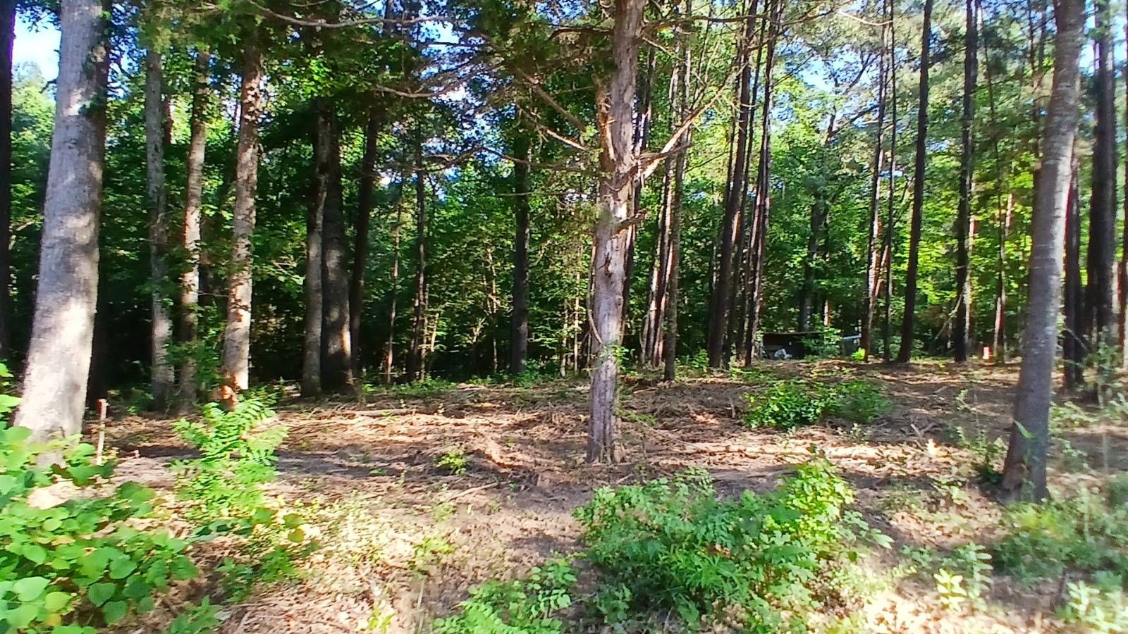 Photo 1 of 6 of land for sale at 90 Stevens Lane, Many, LA 71449