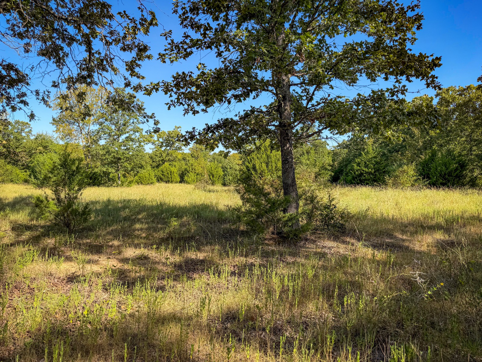 60-Acre Hunting Land for Sale, Atoka County, OK, photo 3 of 32