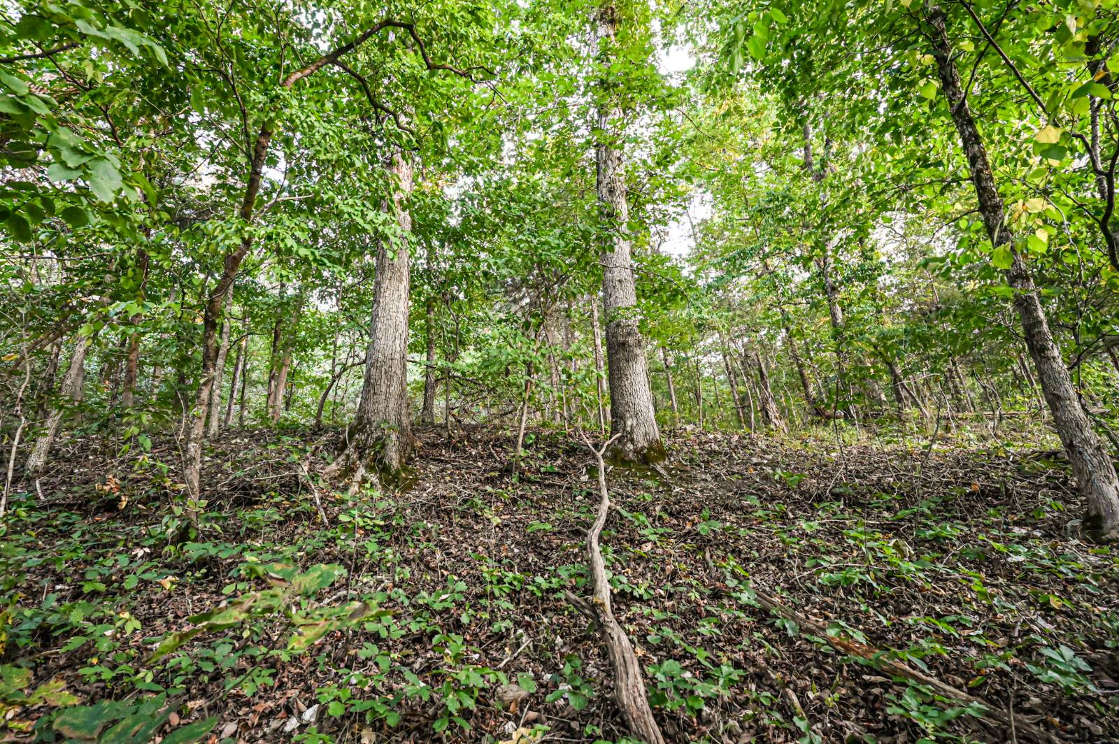 Photo 1 of 23 of land for sale at 000 Old Copperhead Road, Isabella, MO 65676