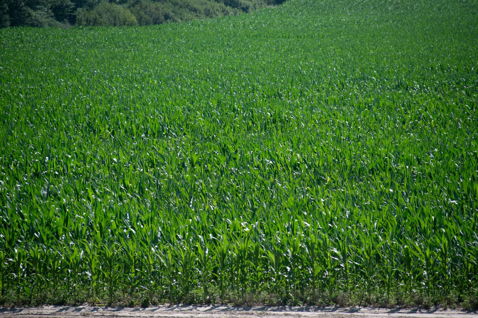 Photo 9 of 14 of farm or ranch property listing at 0 Road 755, Grainton, NE 69169