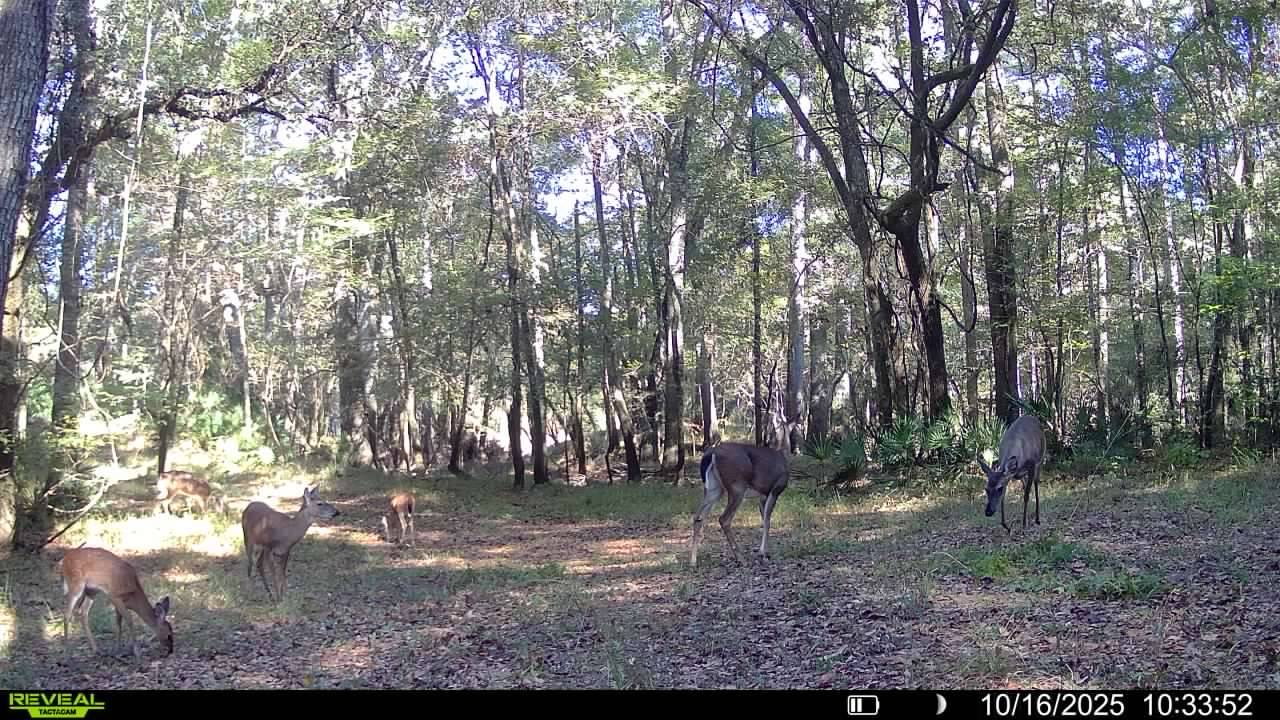0 Fairbanks Ferry Road, Tallahassee, FL 32312