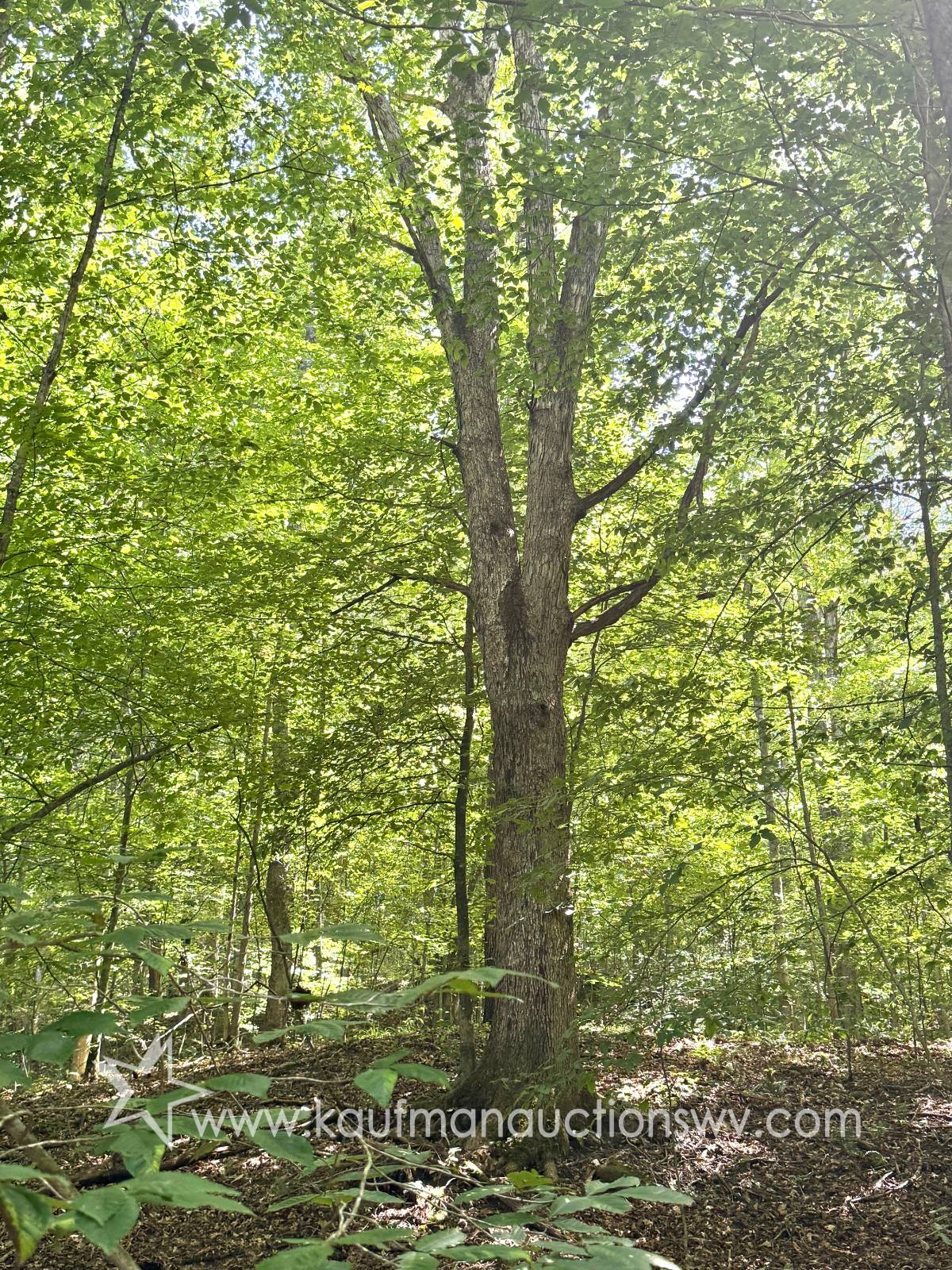 Gallery Image 27