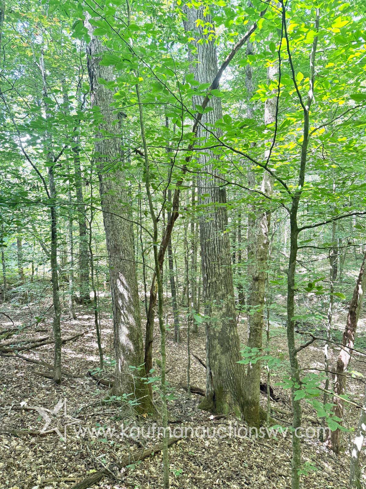 Gallery Image 59
