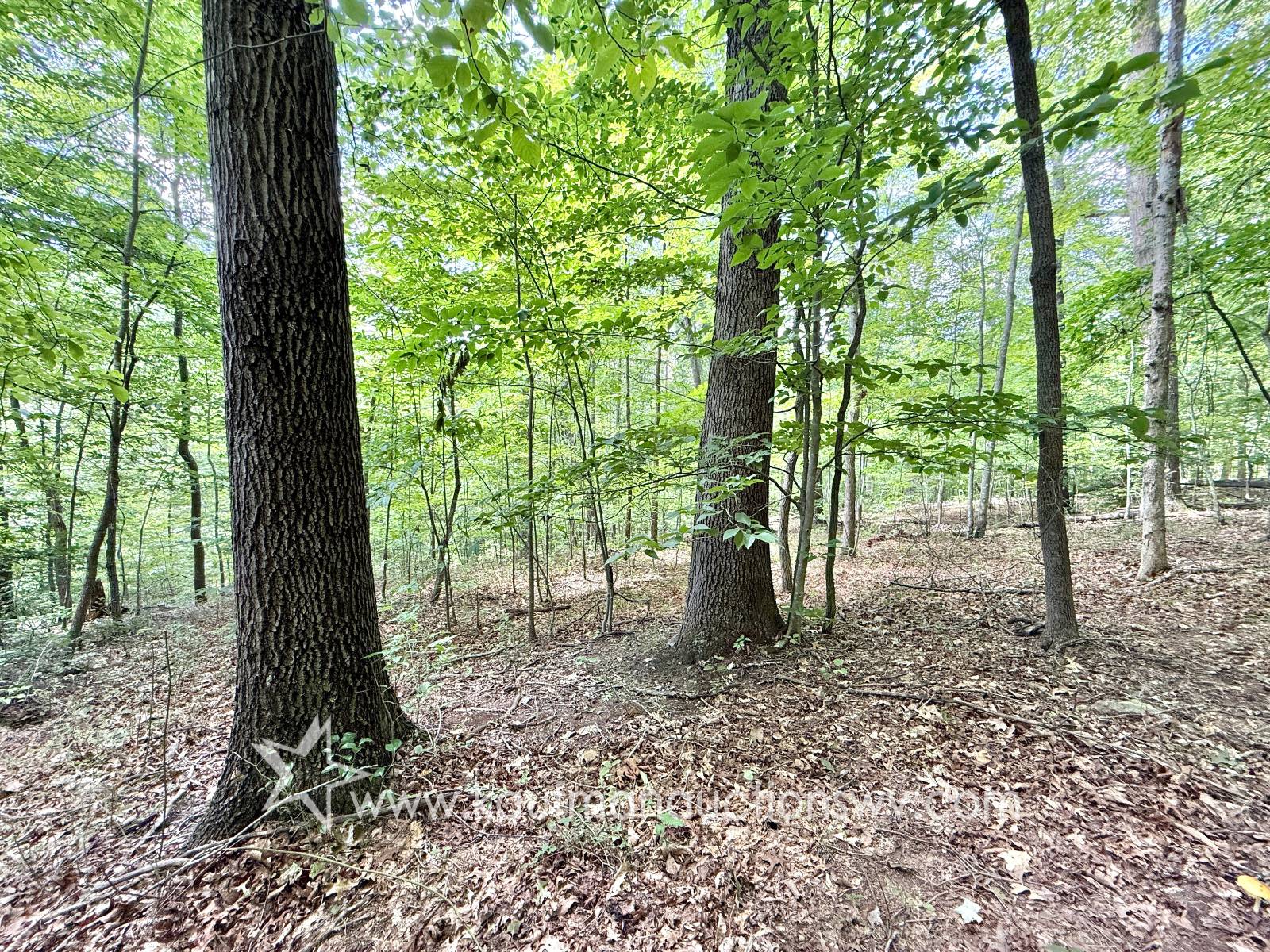 Gallery Image 46