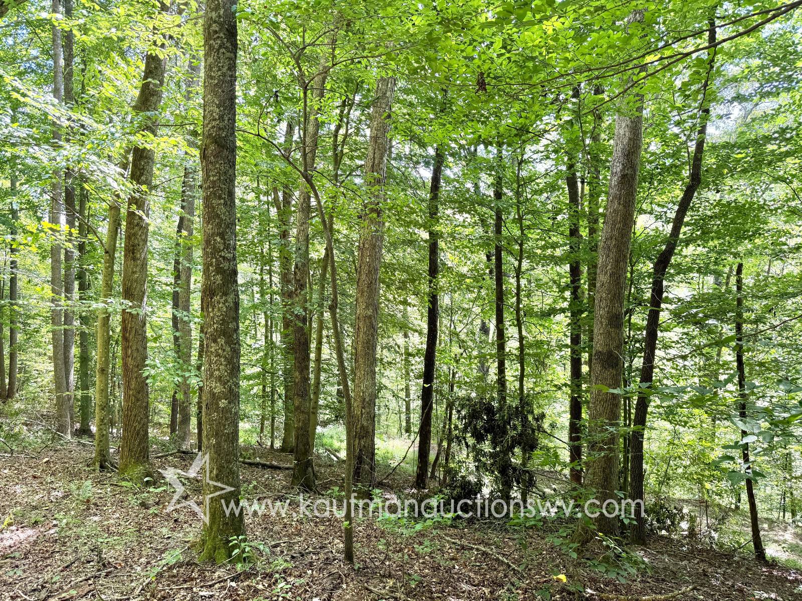 Gallery Image 38