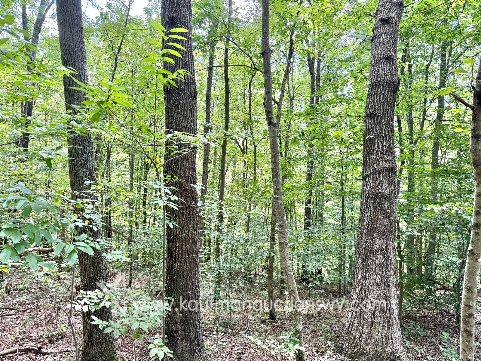 Gallery Image 52